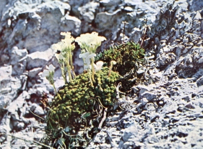 Saxifraga Tombeanensis